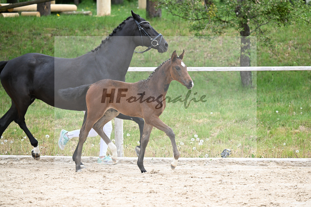 Kat-Nr. 13 SF Debutant PS x Finest_Geyer_24260443 | hf-fotografie - Realisiert mit Pictrs.com