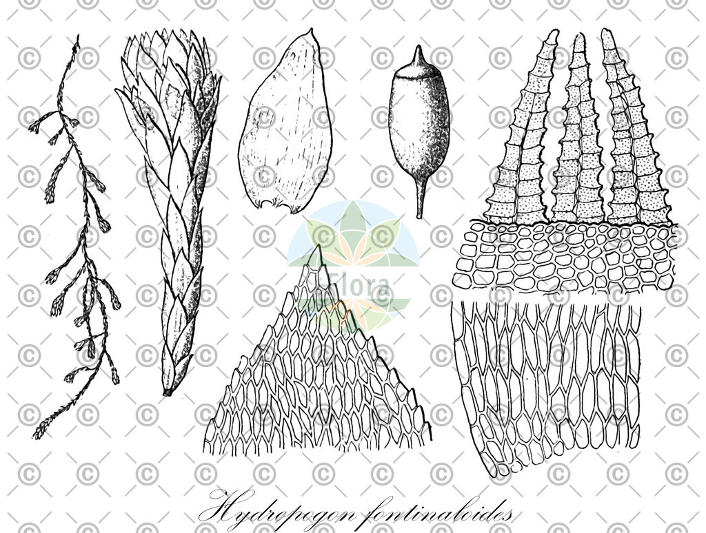 HistAbb_wfo-0001067055_1_ENZY_Simple | Historische Abbildung von Hydropogon fontinaloides - Sematophyllaceae | Historical Illustration of Hydropogon fontinaloides - Sematophyllaceae