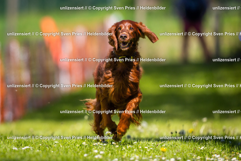 Hunderennen_April_2026_66 | 2026-04-26 - Hunderennen Baden-Oos April 2026 - Realisiert mit Pictrs.com
