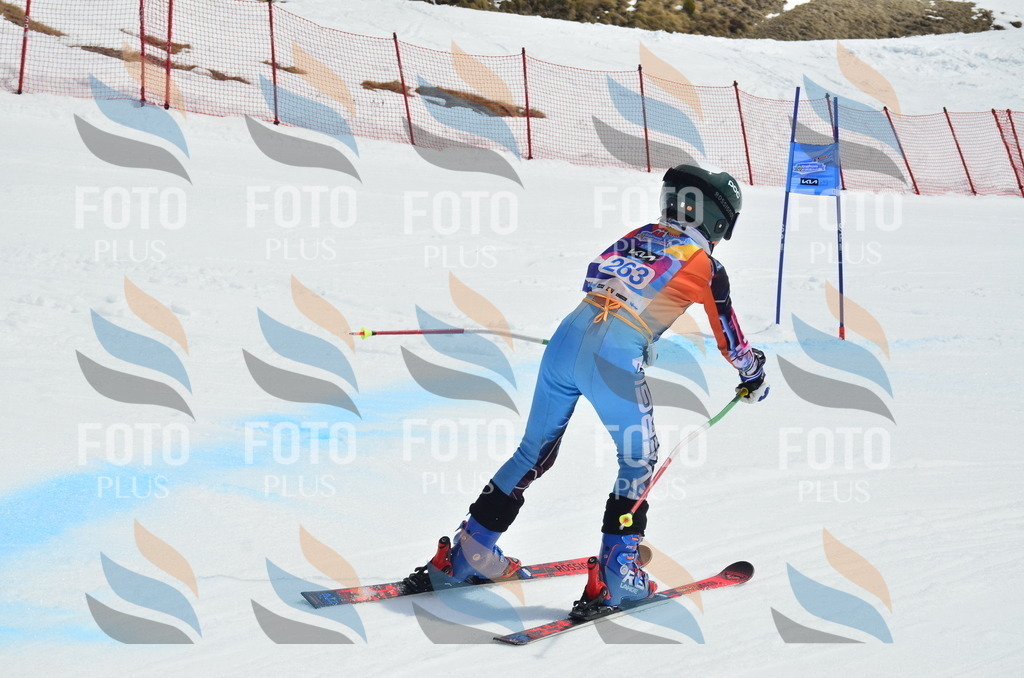 _ELE1965 | holidayphoto