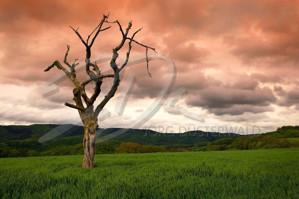 NatureArt-KRÜPPELBAUM_9514 | Dunkle Wolken über dem einsamen Baum | #001 | Modell: Lea | Foto: Tschiponnique Skupin - Realisiert mit Pictrs.com