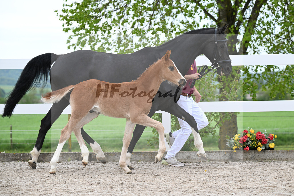 Kat-Nr. 50 HF Erste Sahne x Grey Flanell_Geng_23260084 | hf-fotografie - Realisiert mit Pictrs.com