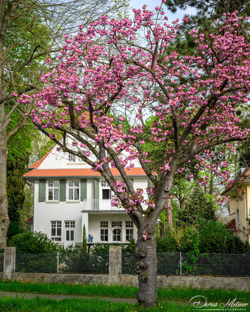 DSC_9430 | Fotografien, Fotos und Bilder aus Mainz, Frankfurt, Wiesbaden und anderen Orten auf der Welt - Fotografiert von Darius Metzner