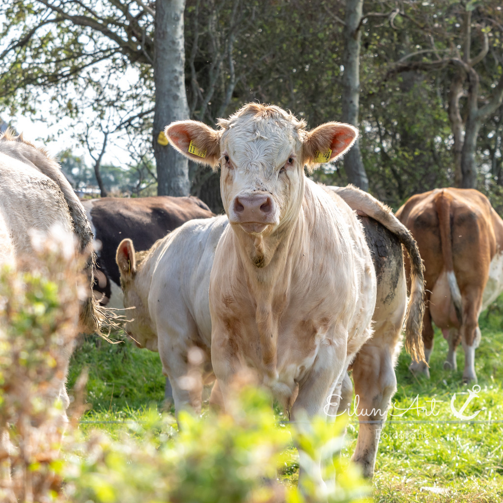 EAF_9469 | Eilun-Art-Fotografie Levke Martens, ihre Fotografin für Immobilien- und Landschaftsfotografie auf Föhr, Föhrer Motive als Poster, Leinwand, hinter Acrylglas oder stelle dir deinen eigenen Monatskalender zusammen, mit nur einem Klick