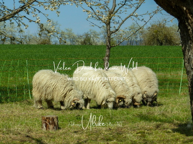 IMG_6944 | Fotografie für »mehr« Persönlichkeit ... von Anfang an - authentisch natürlich emotional - Geburt, Kinder und Familie, Entrepreneure, Kreative, Kamera-Scheue, Interessierte. Mit Empathie und ohne Posen erstelle ich Bilder mit "Wieder-Erkennungs-Gefühl".