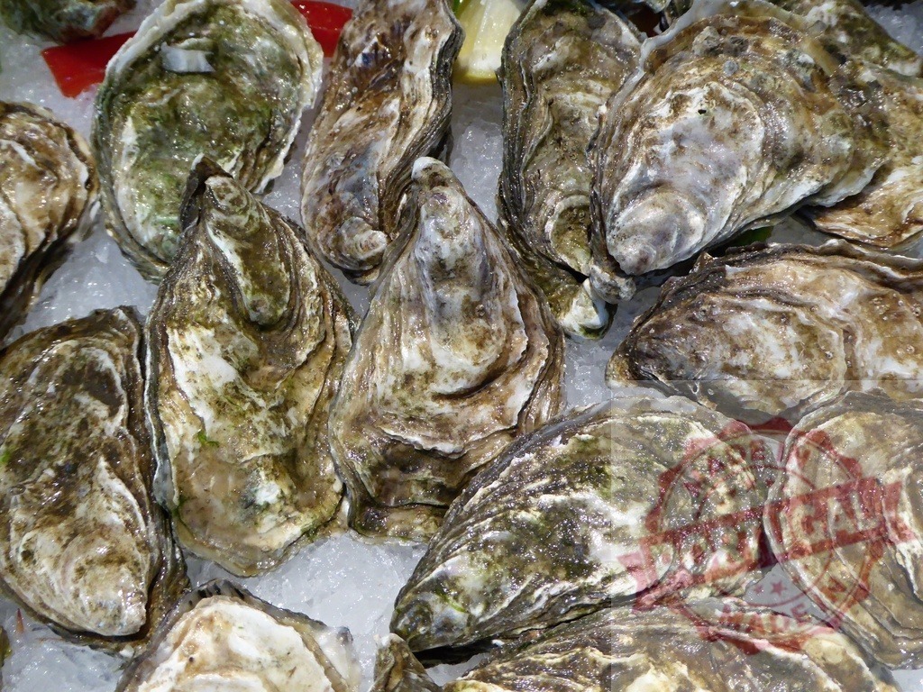 Fresh oysters on ice ready for consumption | Oysters displayed on a bed of crushed ice, a fresh seafood offering - Realized with Pictrs.com