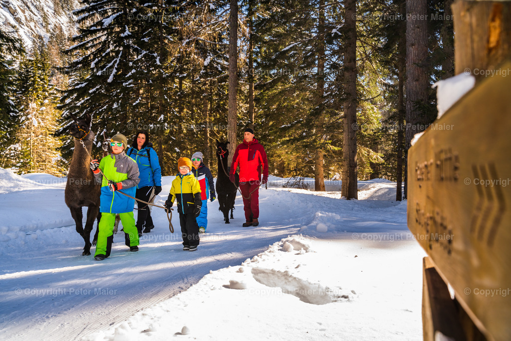 Lama_Wanderung_Winter_Familie_Stocker-75 | piet_flosse