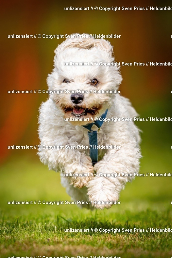 Sven Pries | 2024-09-22 - Hunderennen Baden-BadenPudelverein - Realisiert mit Pictrs.com