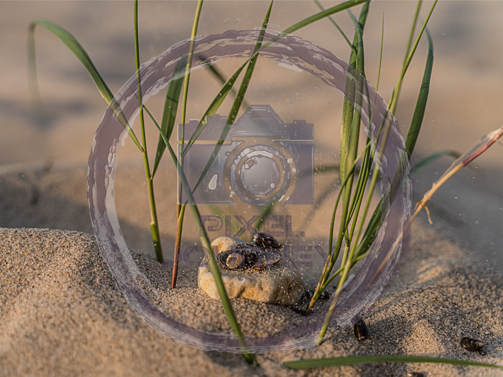 Storm_of_Shell | Fotograf, Fotografin, Portraitfotograf, Kunstfotograf, Fotoshop Fineart, Fotoshop Kunstfotografie, Fotos kaufen, Pixeljourney, Doreen Riedel, Natur, Tiere, Architektur, Kunst, Makro