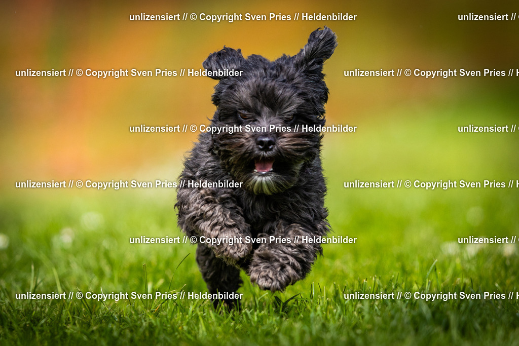 Sven Pries | 2025-04-13 - Hunderennen Baden-Baden - Realisiert mit Pictrs.com