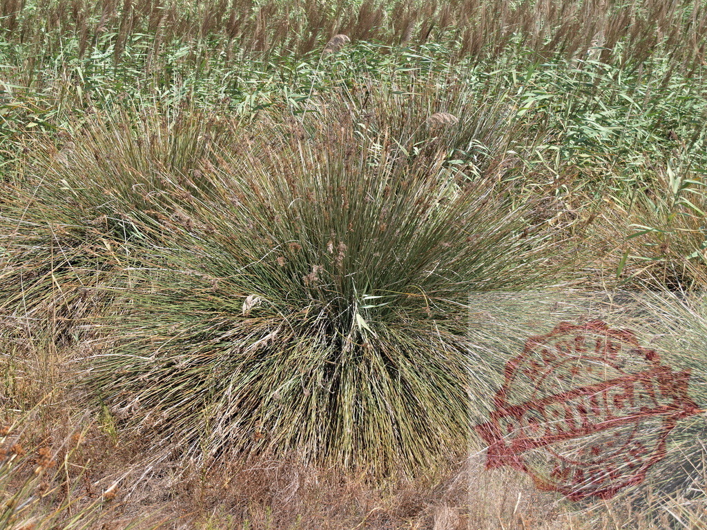 Common rush growing in a swampy area near reeds | Round clump of common rush growing in swampy terrain with reeds in background - Realized with Pictrs.com