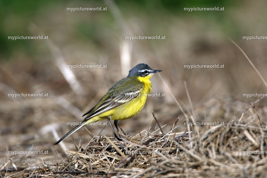 Schaftstelze-096 | Das Bilderarchiv über Tiere, Planzen und Landschaften. In der Bilddatenbank finden Sie ein große Auswahl an hochwertigen Bilder für Ihre Werbung - Realisiert mit Pictrs.com