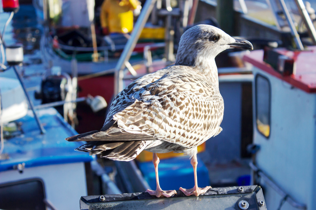 Wandbild: Möwe am Hafen in Eckernförde | Dieses Wandbild im Querformat zeigt eine Möwe am Hafen in Eckernförde. Im Vordergrund befindet sich die Möwe, die von der Sonne angeleuchtet wird. In der Unschärfe sind Fischerboote zu sehen.  - Realisiert mit Pictrs.com