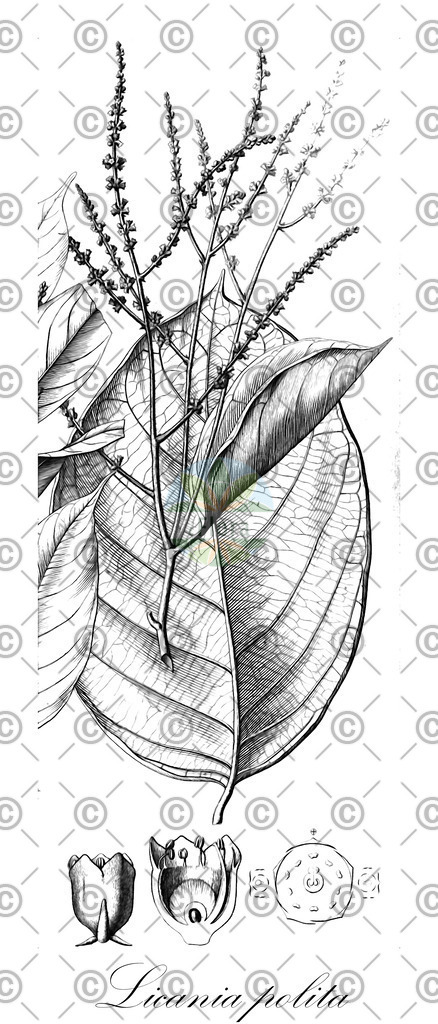 HistAbb_FALSCH_6_ENZY_Simple | Historische Abbildung von Licania polita - Chrysobalanaceae | Historical Illustration of Licania polita - Chrysobalanaceae
