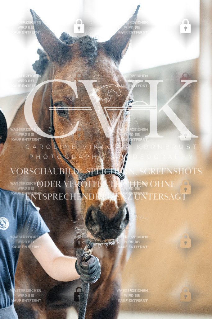 CK905783 | Turnierfotografie Pferdefotografie Trier Rheinland-Pfalz Pferdesport Reitsport Tierfotografie Sportfotografie Pferdevideo Pferdevideografie Equestrianvideography equestrianphotography  - Realisiert mit Pictrs.com