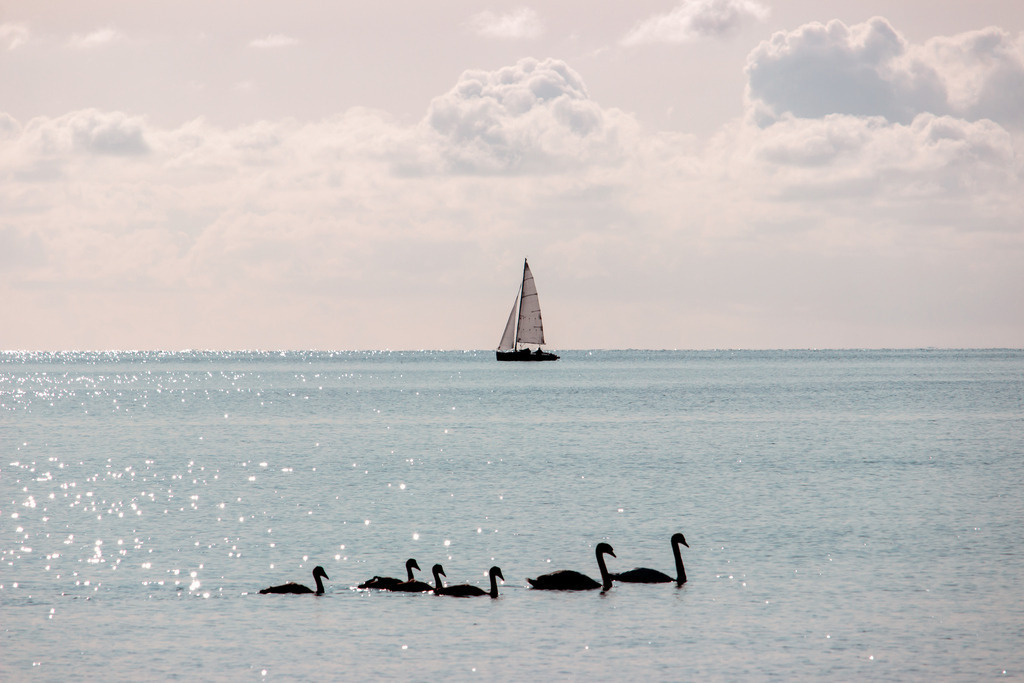 Wandbild: Segelboot und Schwanenfamilie am Meer | Dieses Wandbildbild im Querformat zeigt ein Segelboot sowie eine Schwanenfamilie auf dem Meer. Das Segelboot befindet sich mittig im Hintergrund. Die Schwanenfamilie befindet sich im Vordergrund, ist aber aufgrund des Gegenlichts nur als Silhouette zu sehen. Auf dem pastellartig hellblauen Meer befinden sich zahlreiche Lichtreflexion. Am dezent rötlichen Himmel sind schöne Wolken zu sehen. Ein malerischer Moment am Meer. Schaffen Sie sich ein maritimes Ambiente in Ihrem Wohnzimmer und kaufen Sie sich dieses stilvolle Wandbild. Es ist auf Leinwand, Aluminium-Platte, Acrylglas oder als Holzdruck erhältlich. Die Wandbilder werden individuell für Sie in vielen Abmessungen produziert. Daher passen die Ostseekult Wandbilder immer perfekt an Ihre Wände. - Realisiert mit Pictrs.com