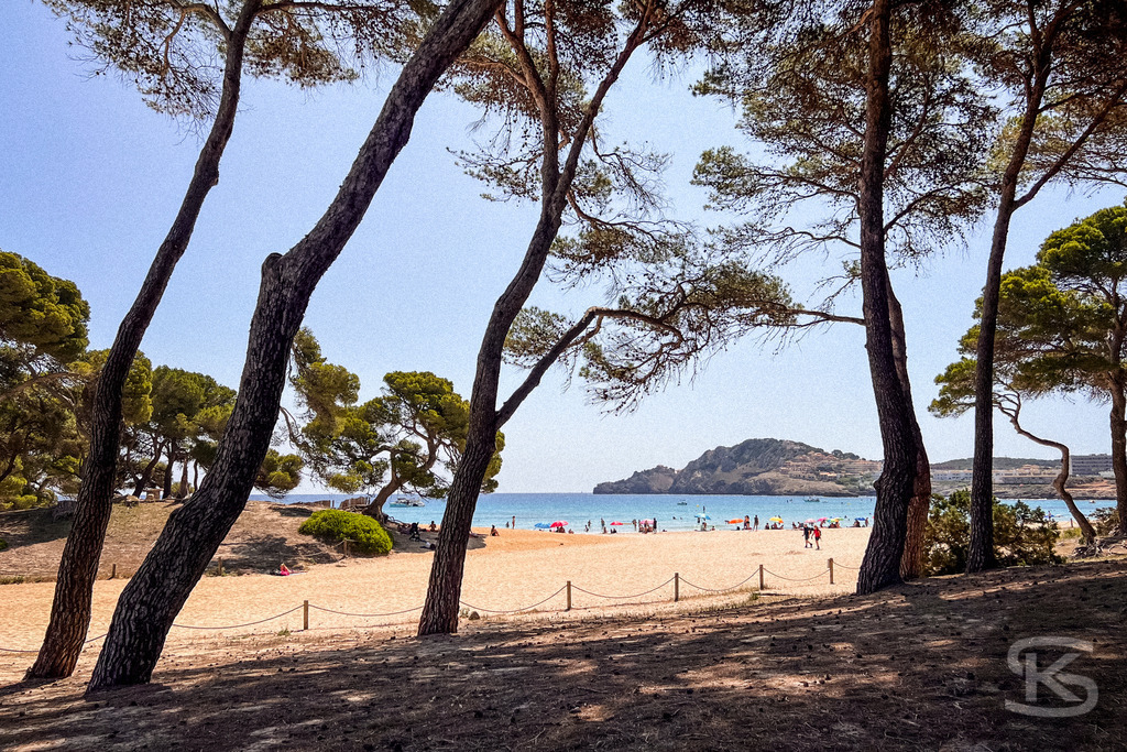 Blick durch Pinien auf die Bucht Cala Agulla, Mallorca | Durch hohe Pinienstämme hindurch geht der Blick auf den hellen Sandstrand und das türkisfarbene Meer der Bucht Cala Agulla auf Mallorca unter strahlend blauem Himmel. - Realisiert mit Pictrs.com
