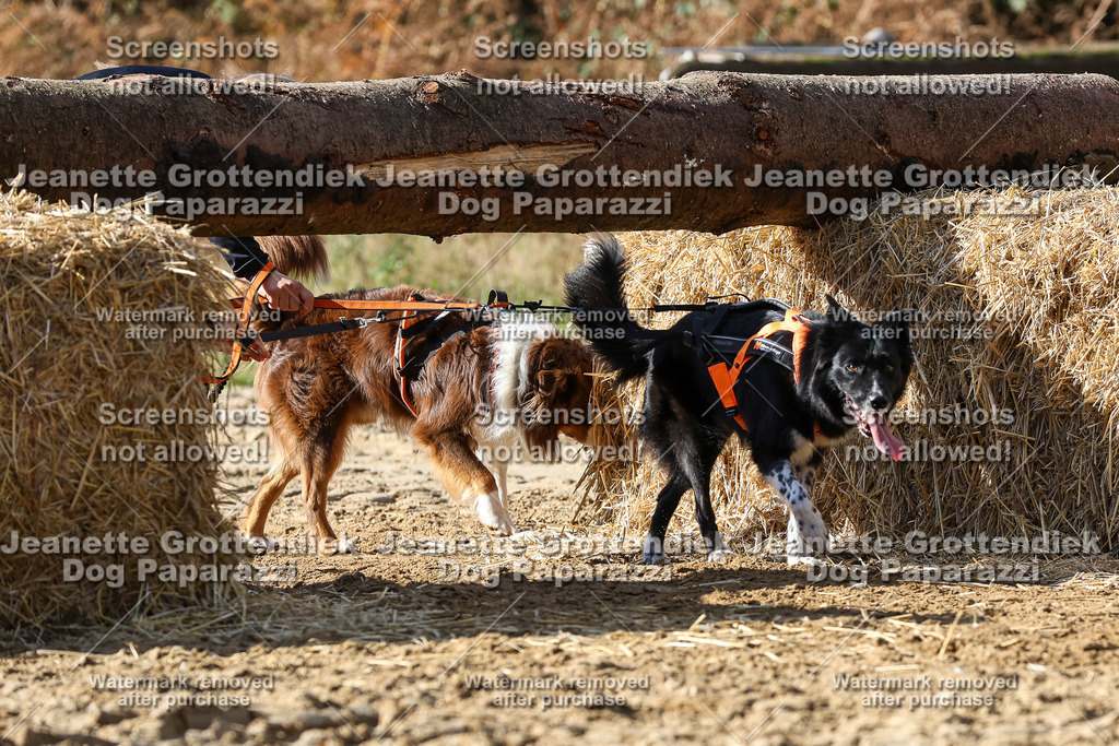 Dog Paparazzi - Strongdog 10-25-4878 | Dog Paparazzi Jeanette Grottendiek Fotografie & Videografie