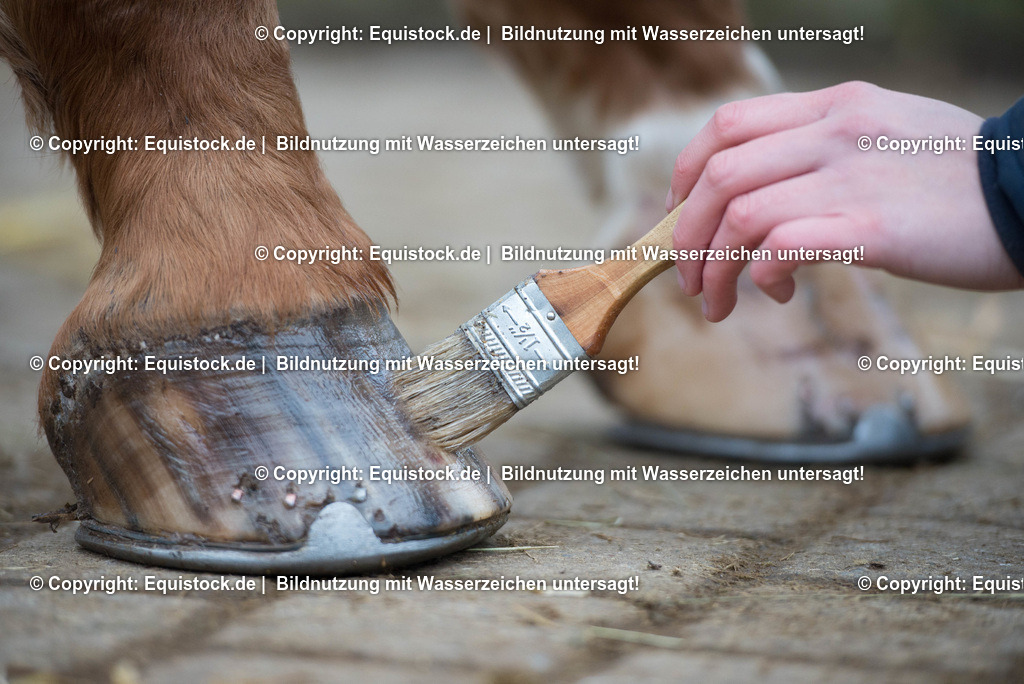 20171206_Hufpflege_Hartig_0002 | Foto: Thomas Hartig