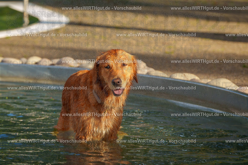 Hundeschwimmen_Grefrath_2026-allesWIRTHgut_Tierfotografie-15_43-FAY01340 | Professionelle Tierfotografie in Mönchengladbach von Daniel Wirth (allesWIRTHgut). Liebevolle & natürliche Bilder von Hunden & Katzen für unvergessliche Erinnerungen.