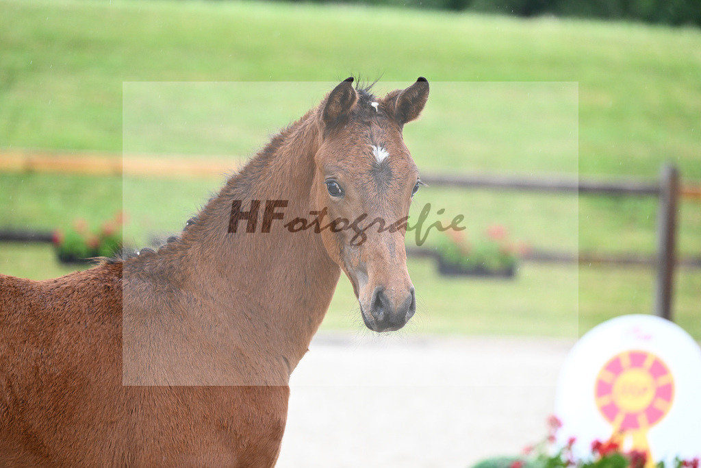 Kat-Nr. 61 HF DSP Va Bene_Geyer_17231568 | hf-fotografie - Realisiert mit Pictrs.com