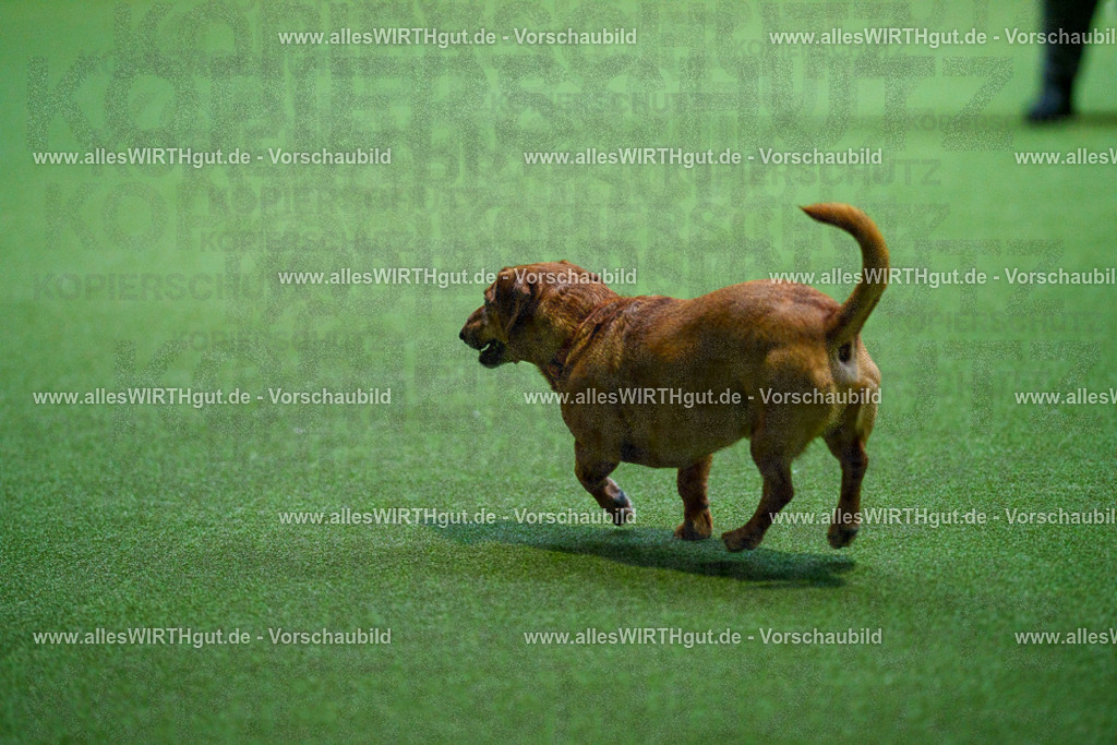 7R501907 | Professionelle Tierfotografie in Mönchengladbach von Daniel Wirth (allesWIRTHgut). Liebevolle & natürliche Bilder von Hunden & Katzen für unvergessliche Erinnerungen.