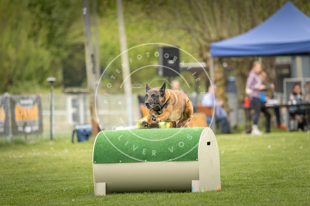 Pfotenfotografie_DV3A1080 | Hundefotografie, Tierfotograf, Pfotenfotografie, Fotoshooting Hund, Hunde Portrait, Hundesport, Hundeportraits, Heideshooting, Hunde, Sportfotograf, Hundefotograf, Turnierhundsport, THS,  - Realisiert mit Pictrs.com