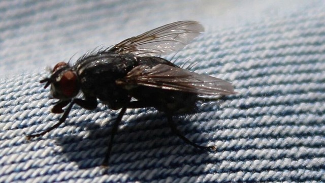 Stubenfliege_VSB | Verkauf von Fotos und  Videoclips zumThema Natur.Motive sind Pflanzen, Tiere, Landschaftenund Wetter - Realisiert mit Pictrs.com