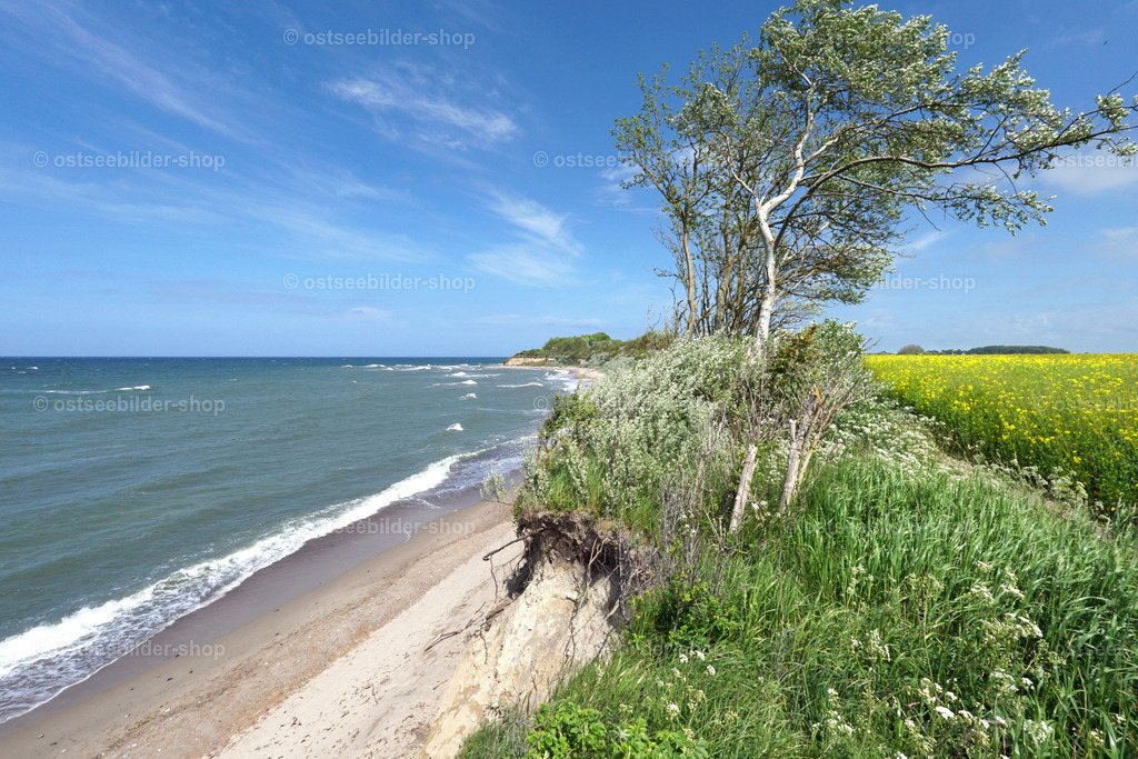 Frühlingstag am Steilufer | Das Bild zeigt ein Hochufer mit zerzausten Windflüchtern, blühenden Wiesenblumen, Uferpfad und Rapsblüte an der Küste von Rügen.