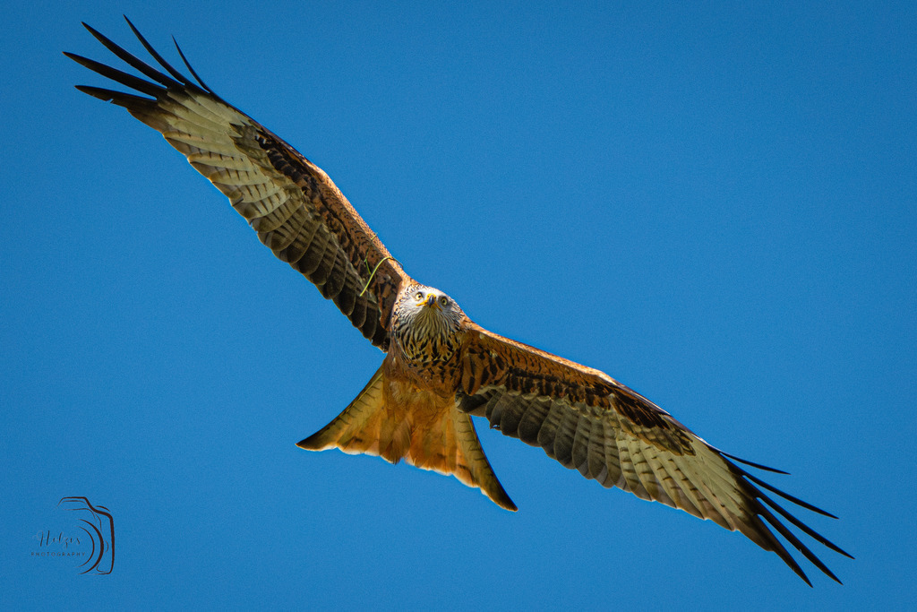 Rotmilan | Holzisphotography, Landschaftsfotografie, Wildlifefotogorafie - Realisiert mit Pictrs.com