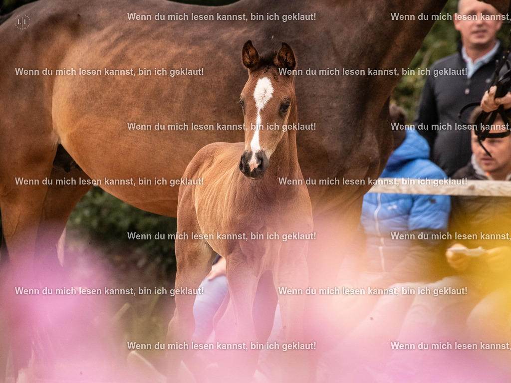 A10I3764 15.58.11 | photographylinaismer - Realisiert mit Pictrs.com