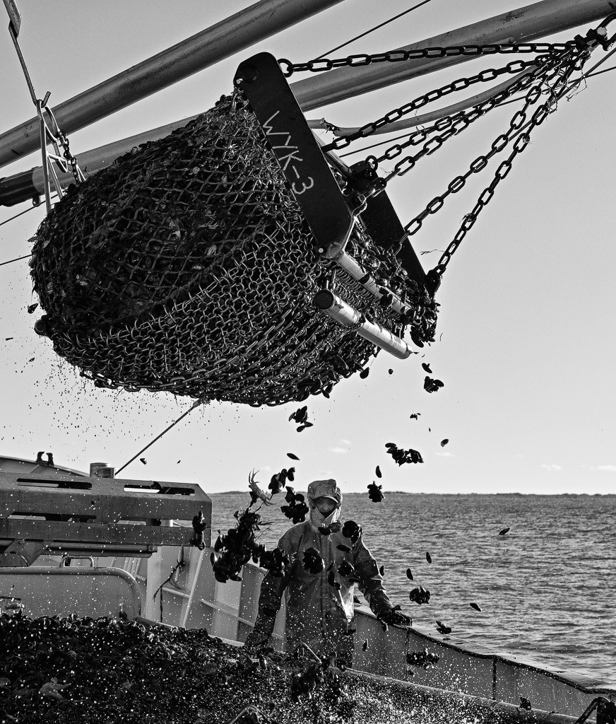 Miesmuschelernte vor Sylt © Holger Rüdel | Der Online-Shop von Holger Rüdel. Ausgewählte Fotografien als FineArt-Prints bestellen: Bildreportagen, Landschaften, Wildlife, History, Infrarot-Motive in Schwarzweiß und Verschiedenes.  - Realisiert mit Pictrs.com