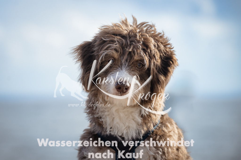 1301_ZZ99875 | kk-dogfotos