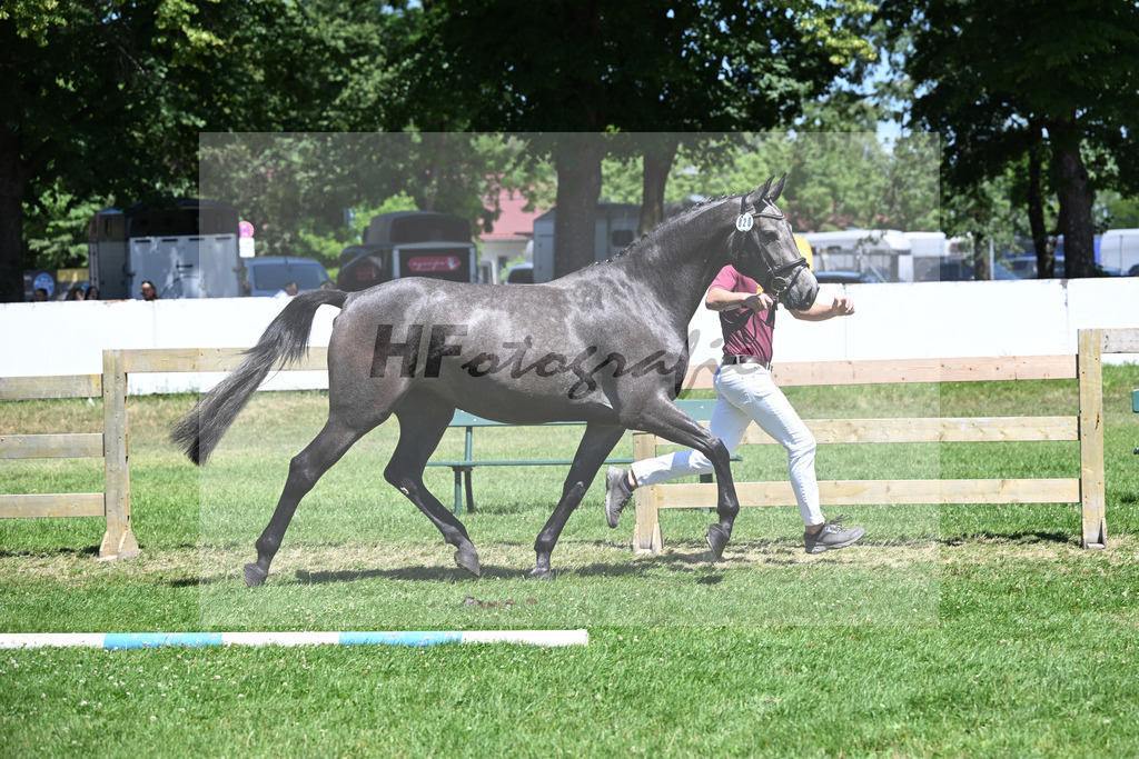 Kat-Nr. 20 Nischa F v. Vigaro_Fischer_19250453 | hf-fotografie - Realizzato con Pictrs.com