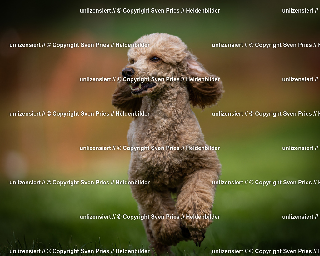 Sven Pries | 2025-04-13 - Hunderennen Baden-Baden - Realisiert mit Pictrs.com