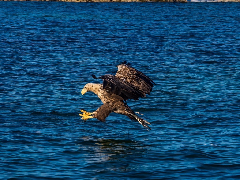 P1001618-LR-topaz-denoise-enhance | Natur im Moment - Realisiert mit Pictrs.com