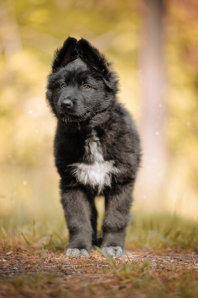 Welpen Hundeshooting | Welpen Fotografie und Hundeshooting, Bremen Blumenthal und um zu.