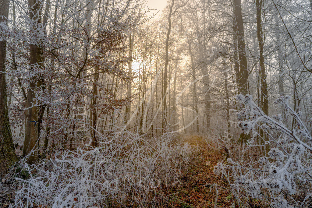 2025-01-20 Hemmingen Nebel Frost Felder 008 | Schwotte Media - Realisiert mit Pictrs.com