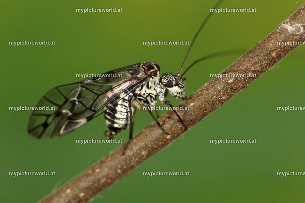 Panaphis juglandis-004 | Das Bilderarchiv über Tiere, Planzen und Landschaften. In der Bilddatenbank finden Sie ein große Auswahl an hochwertigen Bilder für Ihre Werbung - Realized with Pictrs.com