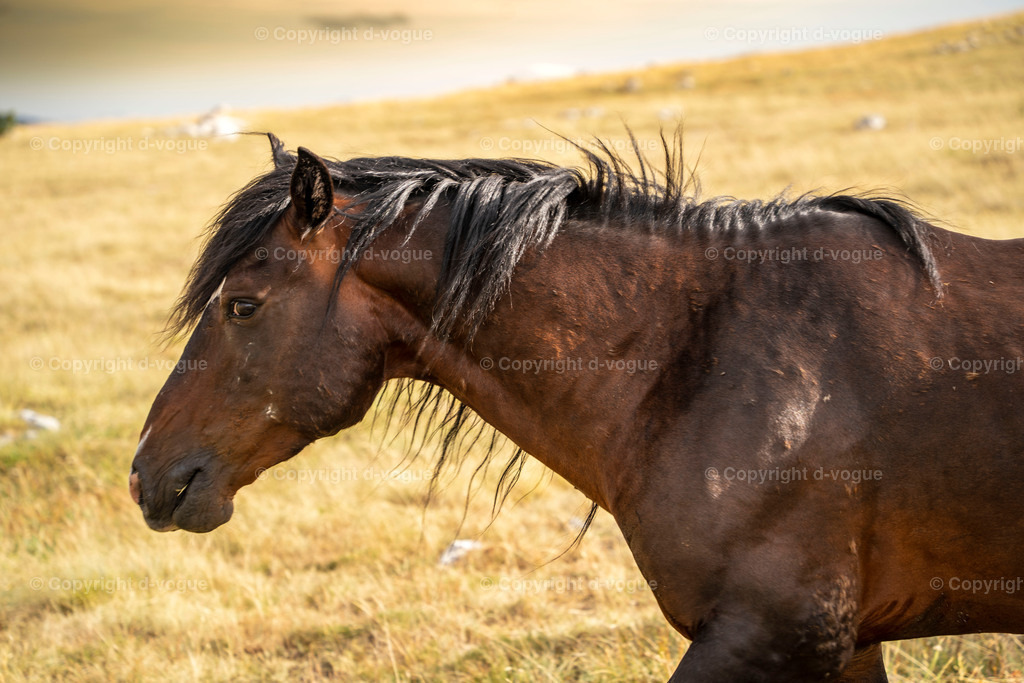 DSC01557 | d-vogue - Realisiert mit Pictrs.com