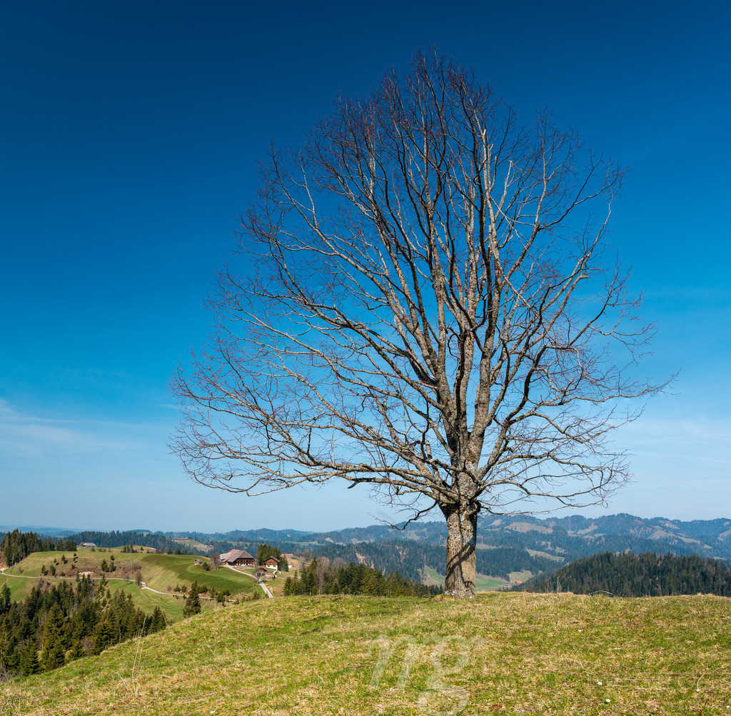 lonely tree on a hill  with a farm in Trub, Emmental | Die ideale Geschenkidee für Naturliebhaber. Naturbilder von Marcel Gross Photography für ihr Zuhause in den verschiedensten Formaten und Materialien. - Realisiert mit Pictrs.com