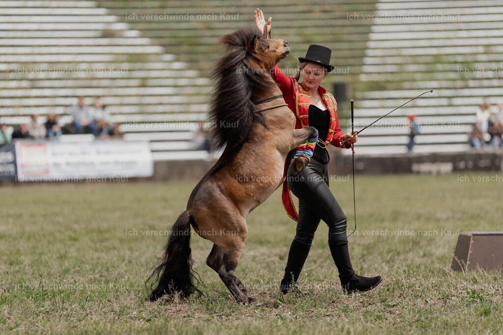 Showprogramm-237 | working equitationturnier fotograf videograf stoibphotography marixx film working equitation deutschland reitsport turnierfotografie eventfotografie equestrian events