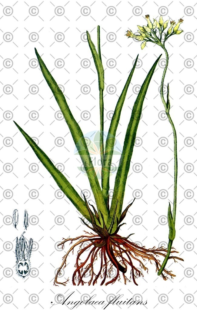 HistAbb_wfo-0000536542_400_ENZY_Simple | Historische Abbildung von Angolaea fluitans - Podostemaceae | Historical Illustration of Angolaea fluitans - Podostemaceae