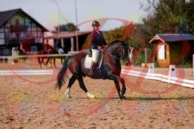 2026_10_03_Siefer-Hof_131850_Z81_66858826 | Professionelle Reitsport-, Turnier- und Eventfotografie von Robert Broda. Galerien mit ausgewählten und bearbeiteten Bildern direkt online ansehen und bestellen.