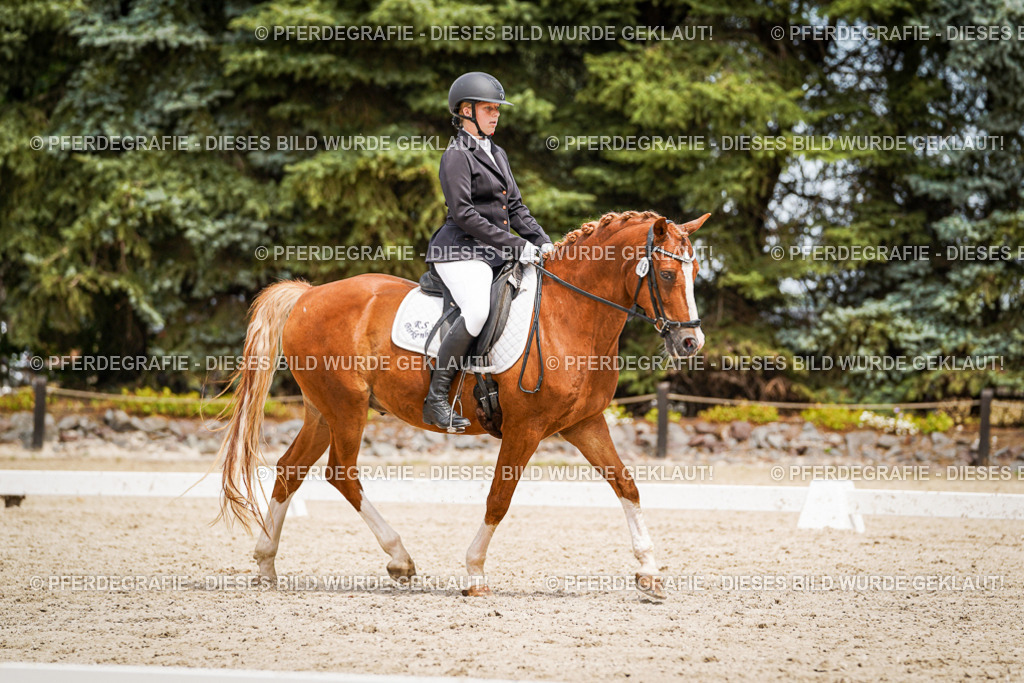 DSC04206 | Pferdegrafie