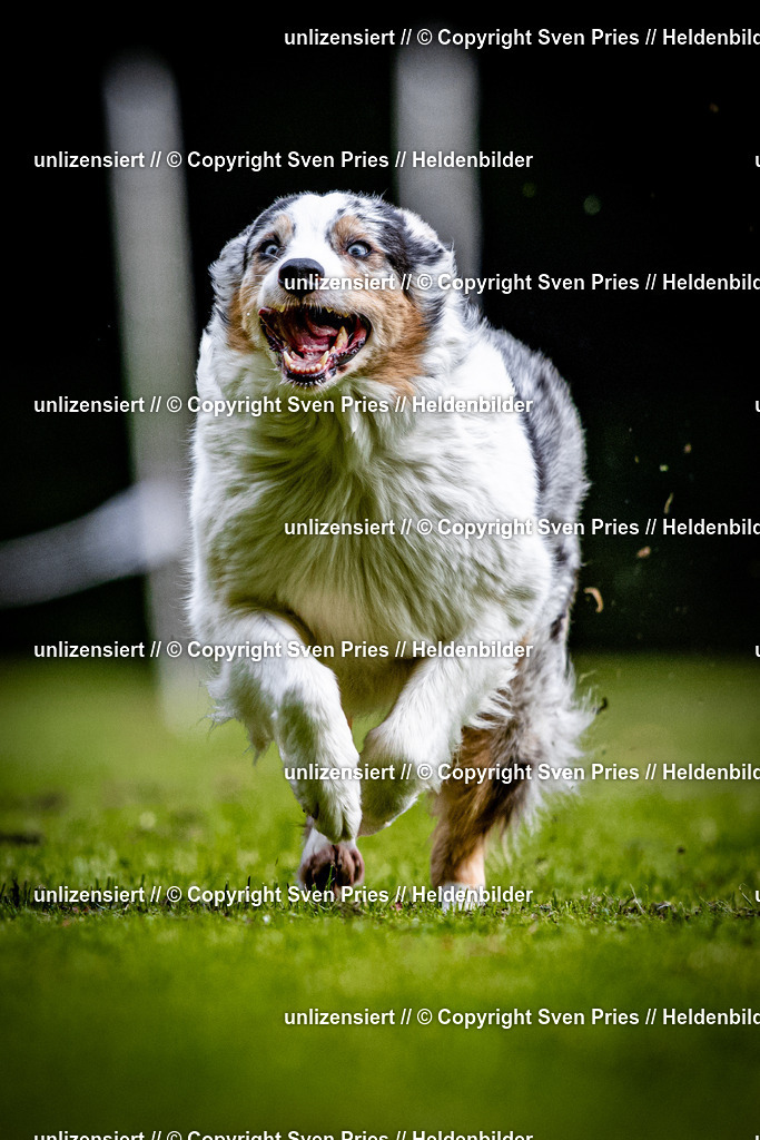 Sven Pries | 2025-10-03 - Hunderennen Obergrombach - Realisiert mit Pictrs.com