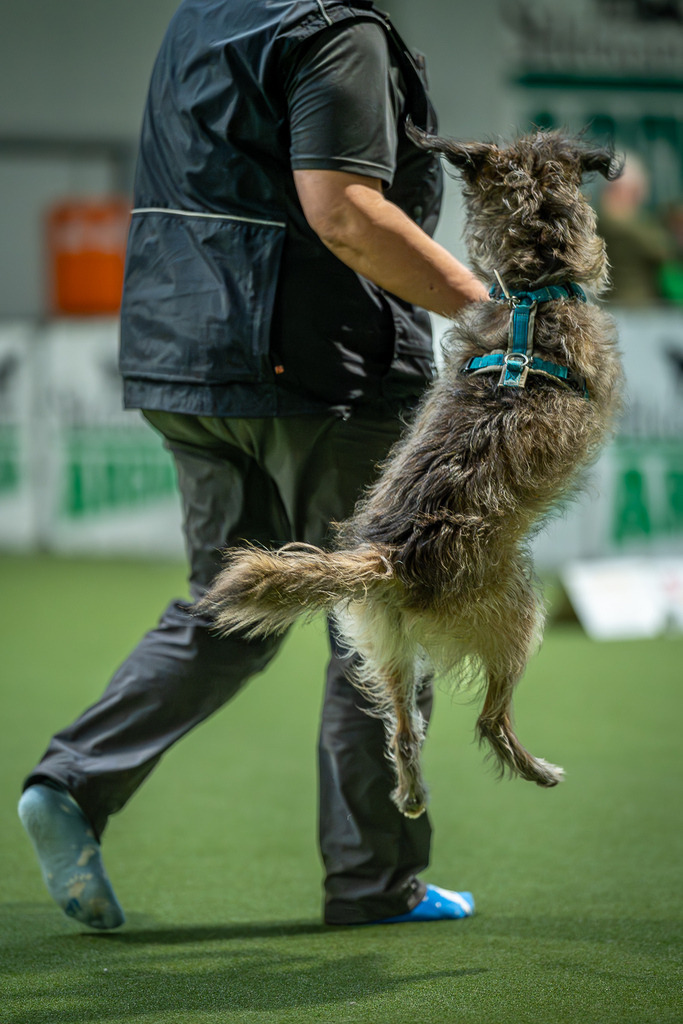 allesWIRTHgut Tierfotografie - 7IV05677-Verbessert-RR | Professionelle Tierfotografie in Mönchengladbach von Daniel Wirth (allesWIRTHgut). Liebevolle & natürliche Bilder von Hunden & Katzen für unvergessliche Erinnerungen.