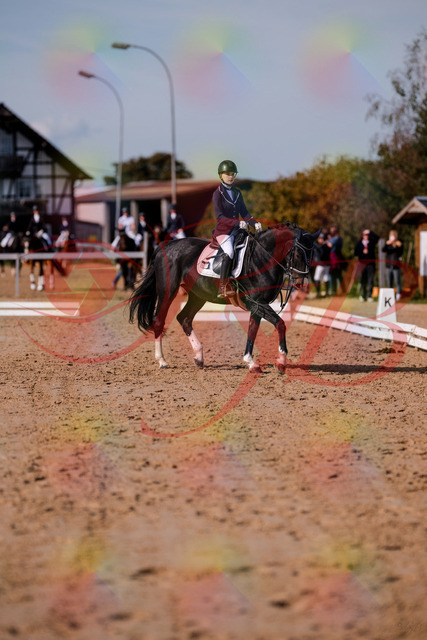 2026_10_03_Siefer-Hof_121411_Z81_15743715 | Professionelle Reitsport-, Turnier- und Eventfotografie von Robert Broda. Galerien mit ausgewählten und bearbeiteten Bildern direkt online ansehen und bestellen.