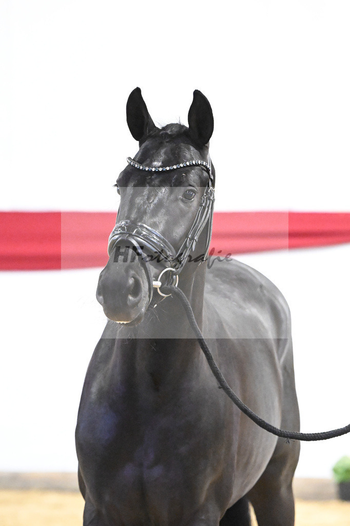 Kat-Nr. 12 v. Toto jr._Stal Brinkman_63220421 | hf-fotografie - Realizzato con Pictrs.com
