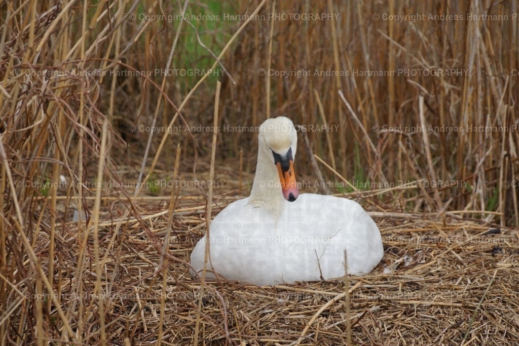 Brütender Schwan | Brütender Schwan an der Schlei - Realisiert mit Pictrs.com